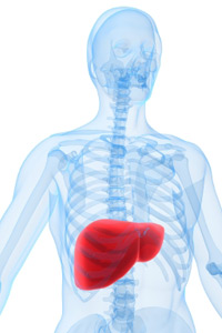 Liver Detoxifier & Regeneratior на супер цена помага за детоксикацията на черния дроб и елиминирането на токсините от тялото, също така поддържа функциите на черния дроб